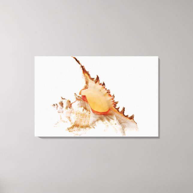 Ramose Murex (Chicoreus ramosus) shell against Canvas Print (Front)