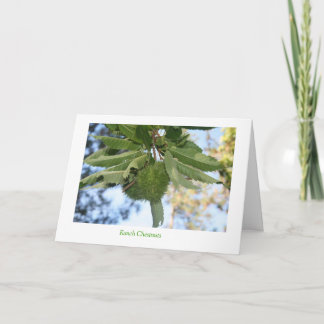 Ranch Chestnuts Holiday Card