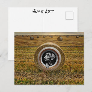 Ranchers Farmers Dog In Hayfield Round Bale Art Postcard