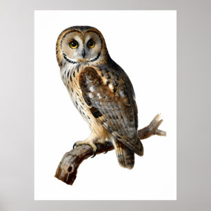 “Randolph” - A Watchful Silence, An Owl’s Portrait Poster