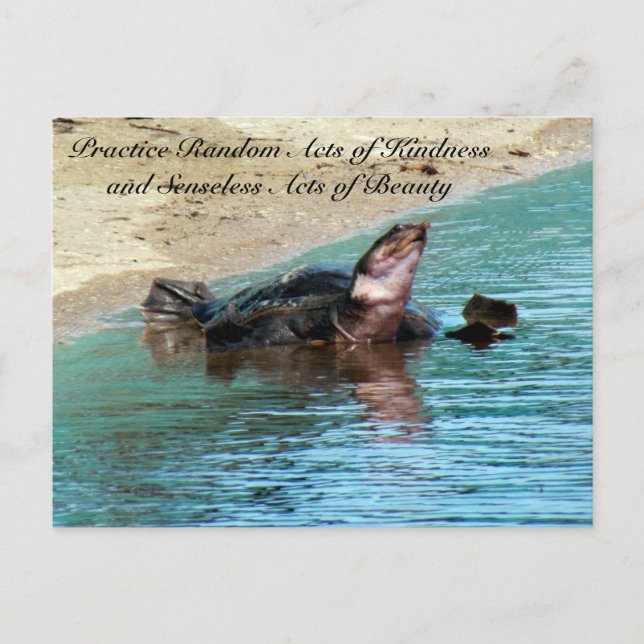 Random Act of Kindess Postcard - Soft Shell Turtle (Front)