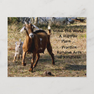Random Acts of Kindness Postcard (Adorable Goats)