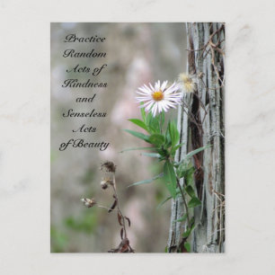Random Acts of Kindness Postcard - Daisy