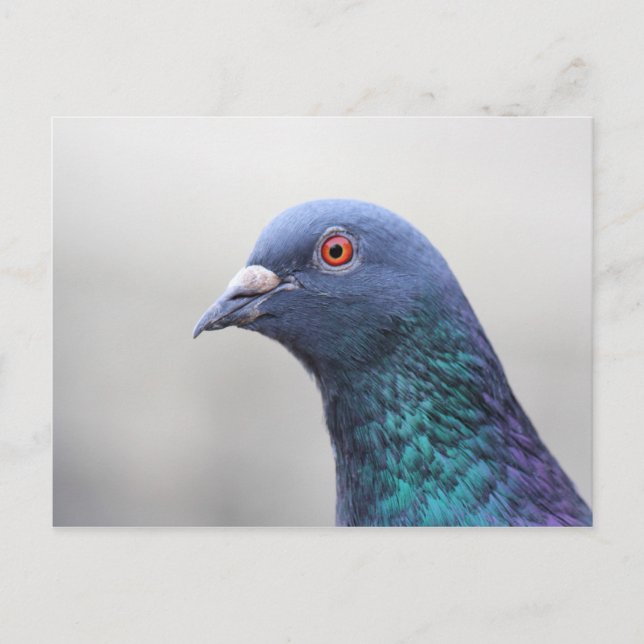 Random Pigeon Postcard (Front)