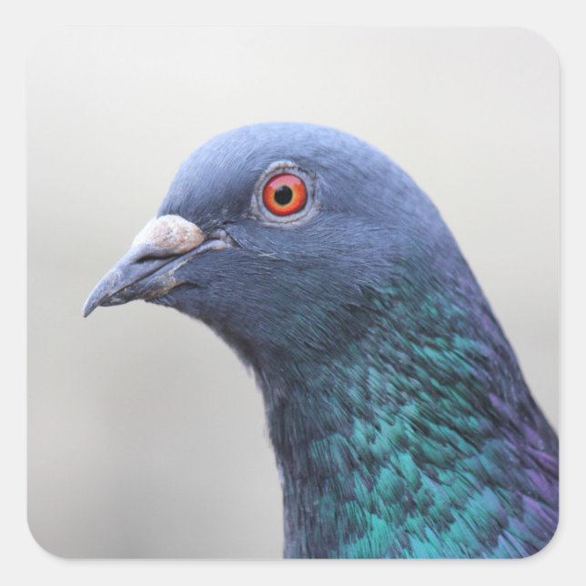 Random Pigeon Square Sticker (Front)