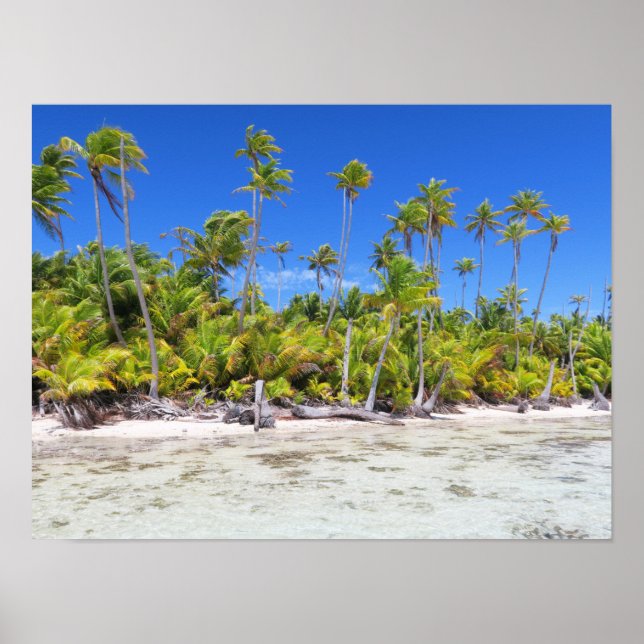 Rangiroa palm trees poster (Front)
