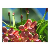 Rangoon Creeper blossoms
