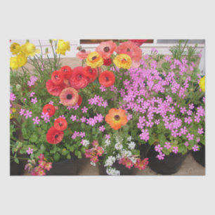 Rannunculus Spring Bulbs Birthday Pink Garden Tissue Paper