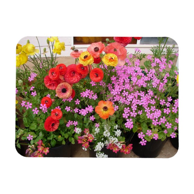 Rannunculus Spring Bulbs floral Flowers Flower Magnet (Horizontal)