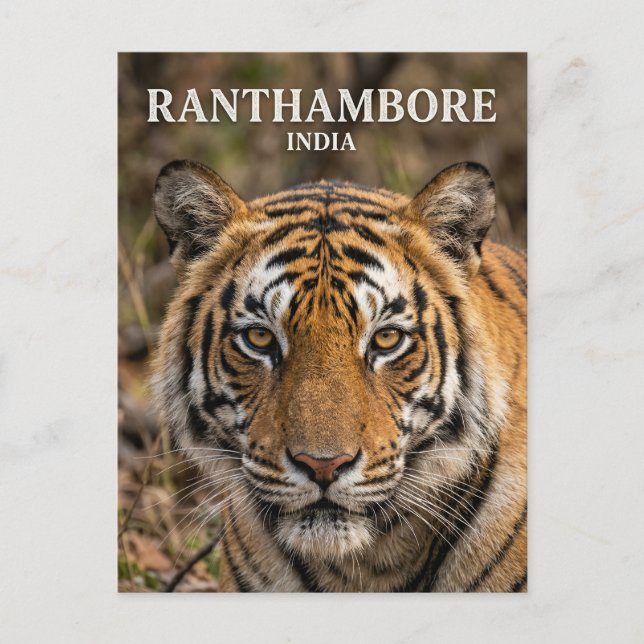 Ranthambore National Park India Postcard (Front)