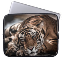 ranthambore wild male tiger Fine art image portrai