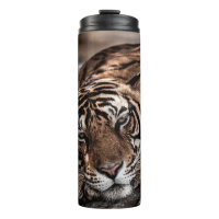 ranthambore wild male tiger Fine art image portrai