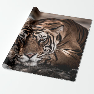 ranthambore wild male tiger Fine art image portrai Wrapping Paper