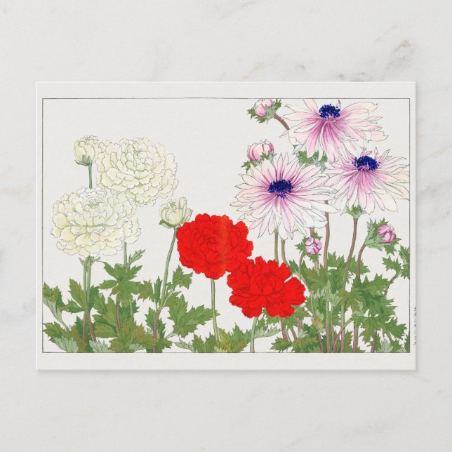 Ranunculus by Tanigami Konan Postcard (Front)