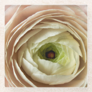 Ranunculus Flower Glass Coaster