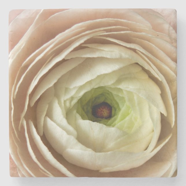 Ranunculus Flower Stone Coaster (Front)