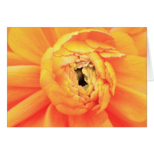 Ranunculus opening..