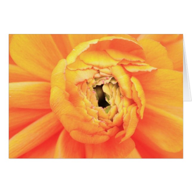 Ranunculus opening.. (Front Horizontal)