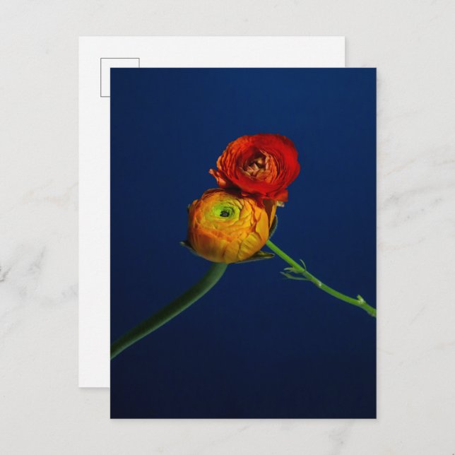 Ranunculus Postcard (Front/Back)