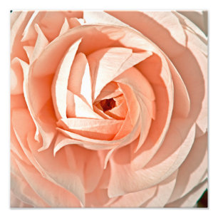 Ranunculus Swirl Photo Print
