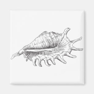 Rapana Seashell Magnet