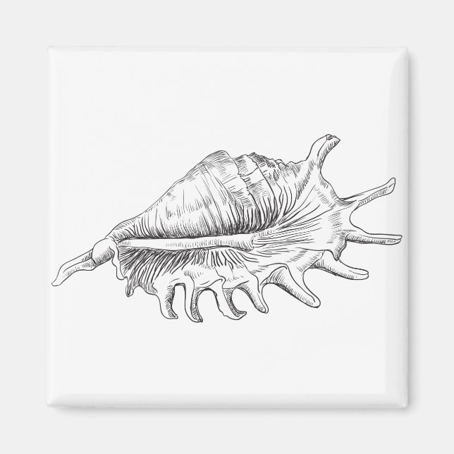 Rapana Seashell Magnet (Front)