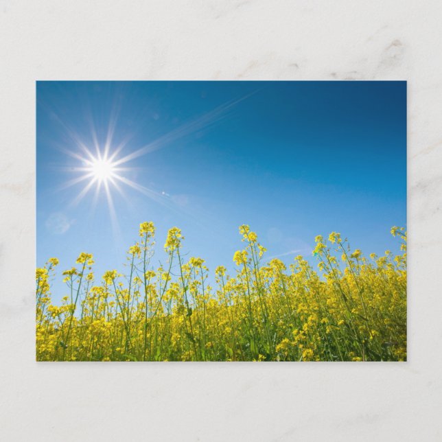 rape field postcard (Front)