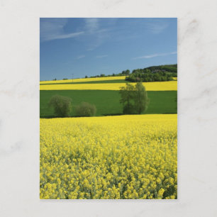 Rapeseed field near Bavenhausen, Germany Postcard