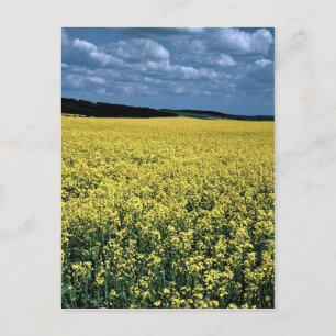 Rapeseed, Wiltshire, England Postcard