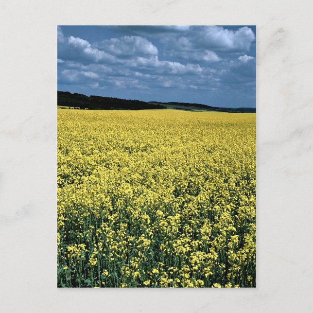 Rapeseed, Wiltshire, England Postcard (Front)