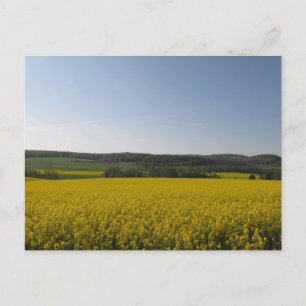 Rapsfeld Postcard
