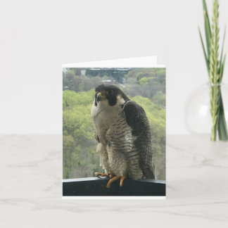 raptor  card