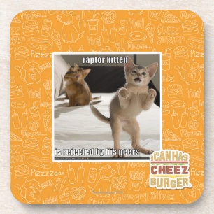 Raptor Kitten Coaster