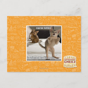 Raptor Kitten Postcard