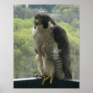 raptor  poster