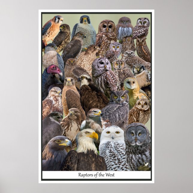 Raptors of the West Poster (Front)