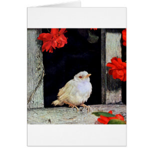 RARE albino robin bird