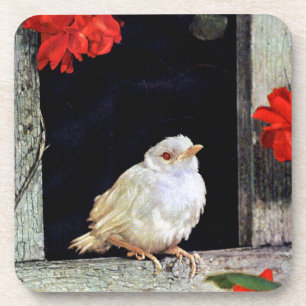 RARE albino robin bird Coaster