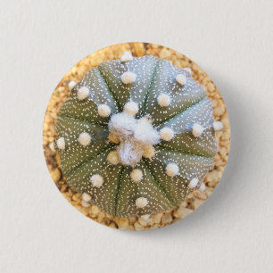 Rare Astrophytum Asterias Pattern Cactus 6 Cm Round Badge