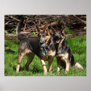Rare Blue German Shepherds Poster