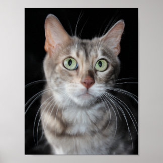 Rare Blue Marbled Bengal Cat Photograph Poster