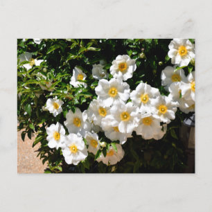 Rare Cherokee Rose Flowers Postcard