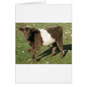Rare Dun Belted Galloway Calf