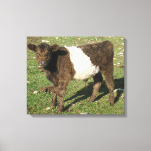 Rare Dun Belted Galloway Calf Canvas Print