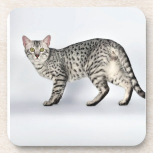 Rare Egyptian Mau Cat Coaster