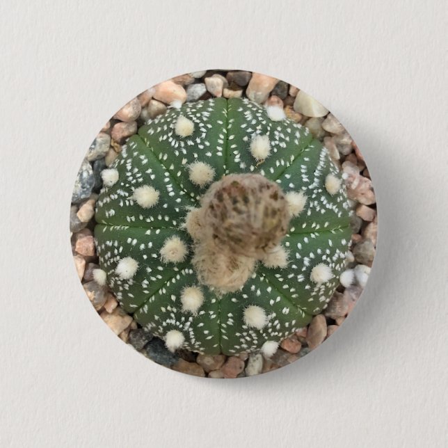 Rare Green Astrophytum Asterias Pattern Cactus 6 Cm Round Badge (Front)