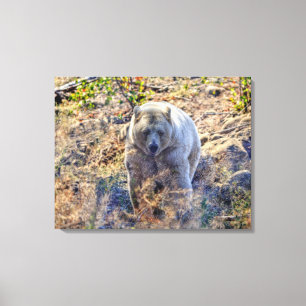 Rare Kermode Bear (Spirit Bear) Photo Canvas Print