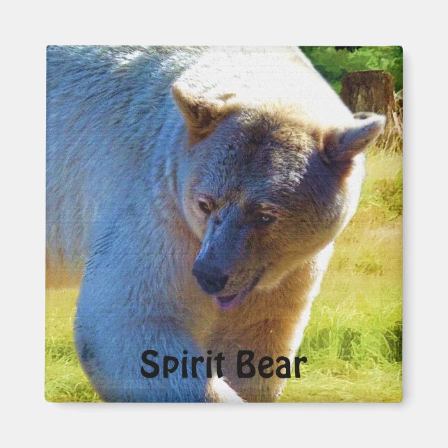 Rare Kermode Bear (Spirit Bear) Wildlife Design Magnet (Front)
