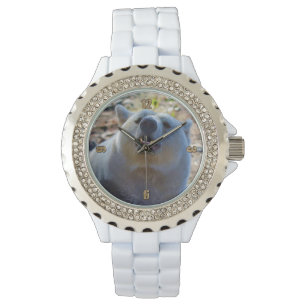 Rare Kermode Bear (Spirit Bear) Wildlife Photo Watch