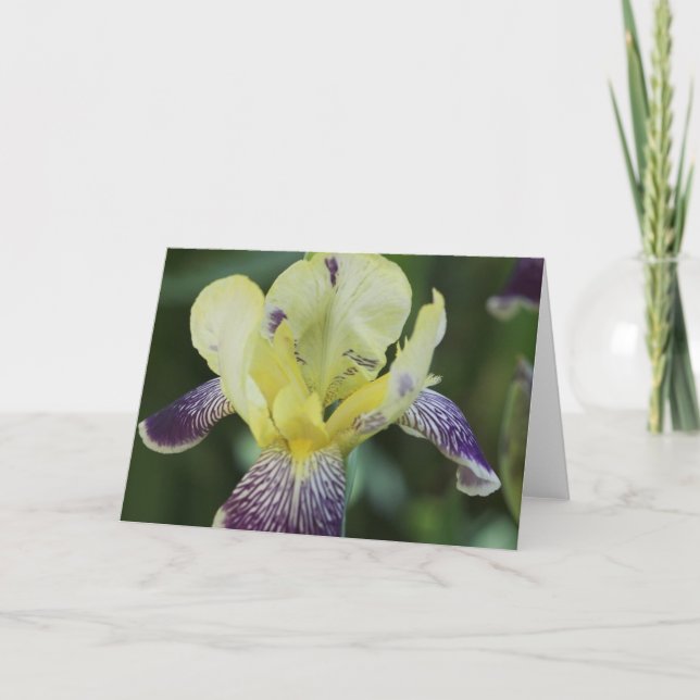 Rare Orchid Greeting Card (Front)